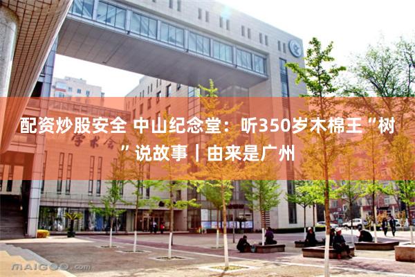 配资炒股安全 中山纪念堂：听350岁木棉王“树”说故事｜由来是广州